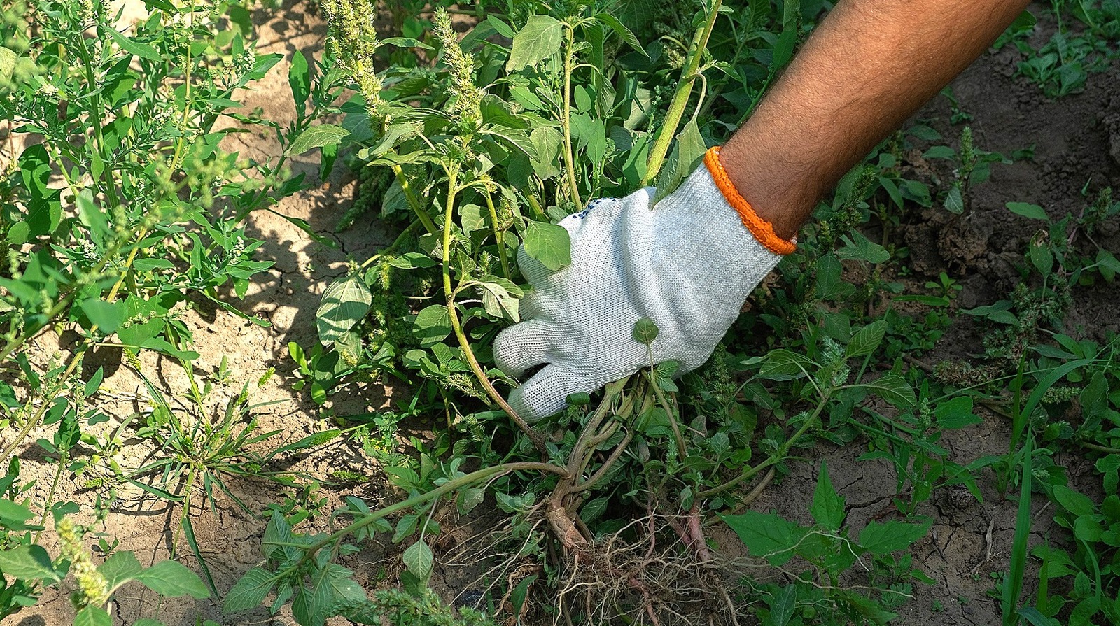 Ağır Hizmete Uygun, Çok Amaçlı Bir Alet Kullanarak Kazmadan Yabani Otları Kolayca Kesebilirsiniz