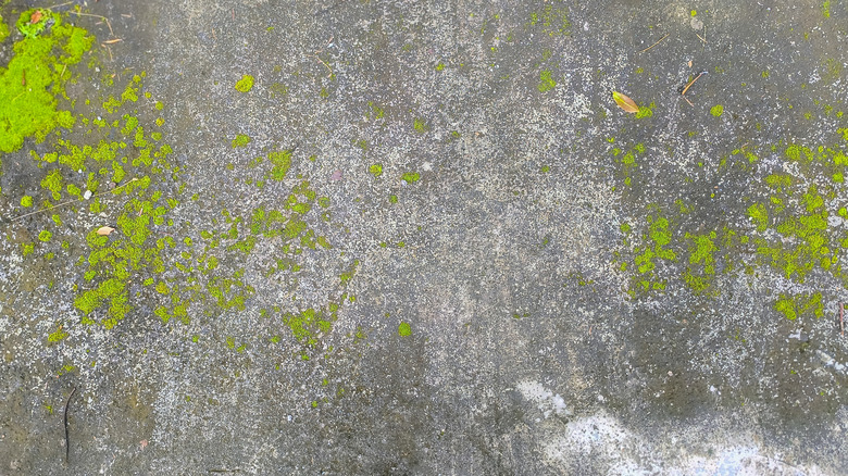 Beton yüzeyde yosun