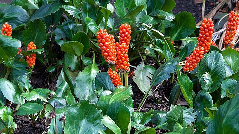 Arum maculatum'un sonbahar meyvelerinden birkaç salkım