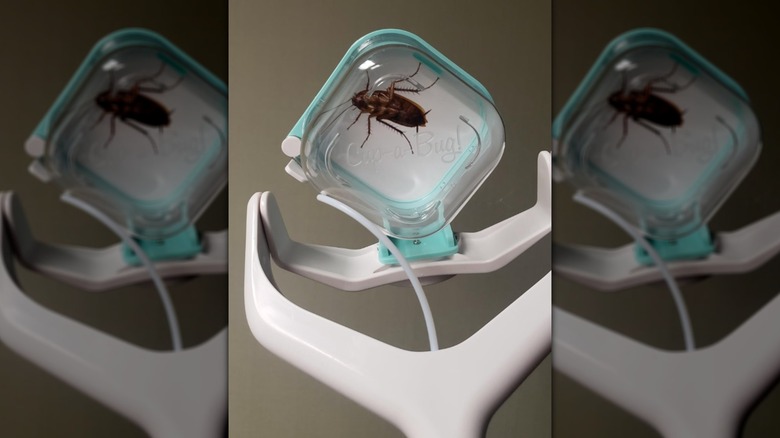 Kupa-a-Bug'daki hamamböceği! alet