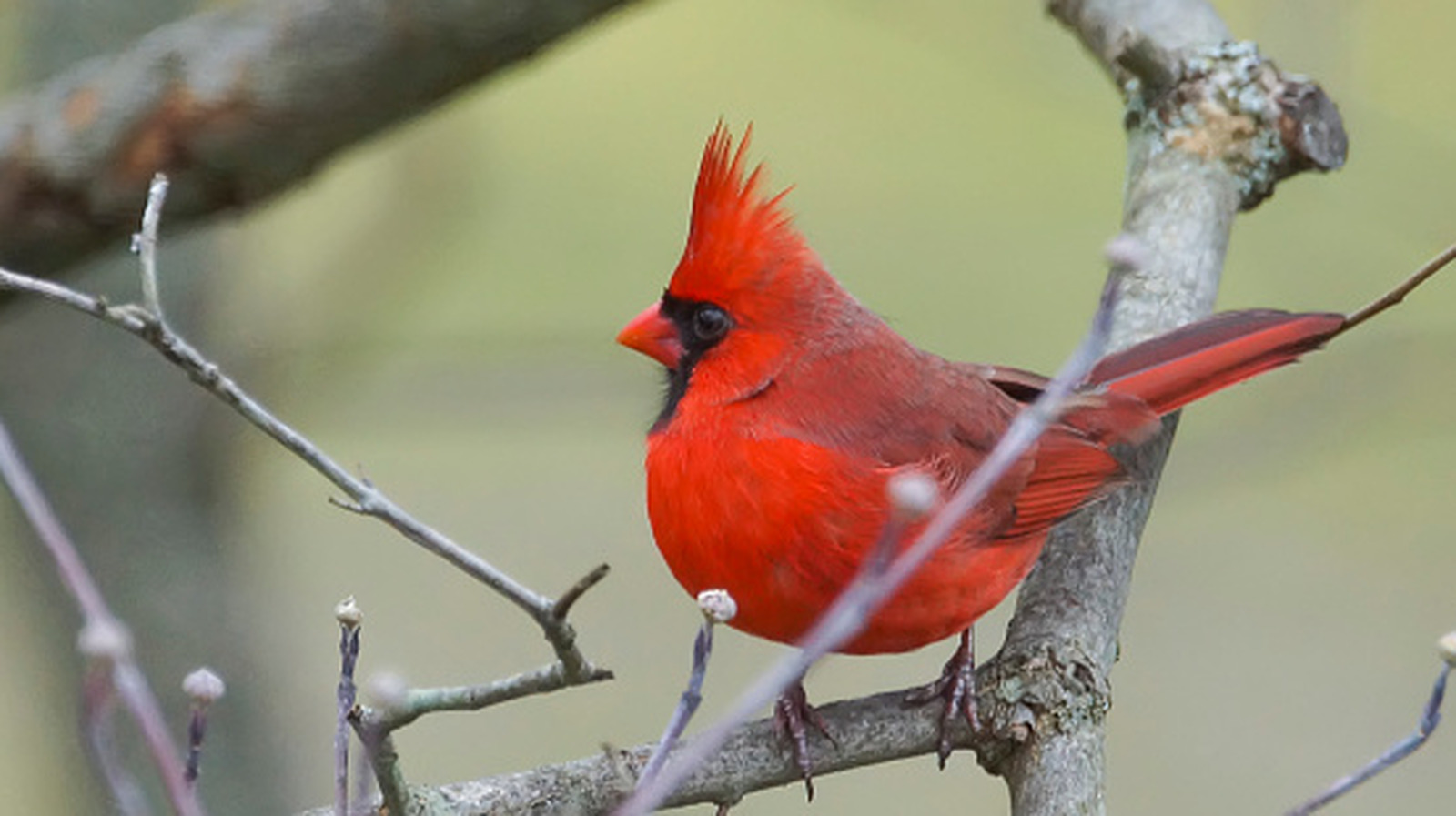 Kadın, Etkileyici Bir Kendin Yap Yöntemiyle Su Kabağı Soğuk Aylarda Doğal Bir Kuş Evine Dönüştürüyor