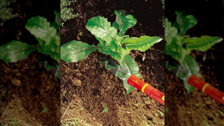 Bahçede kullanılan WOLF-Garten yabani ot sökücü