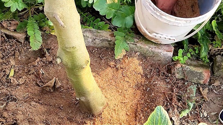 Toprağa eklenen talaş malçının yakından görünümü
