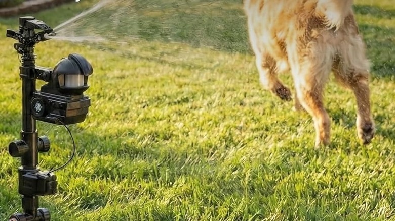 Bahçedeki bir köpeğin yanında hareket sensörlü bir yağmurlama patlıyor