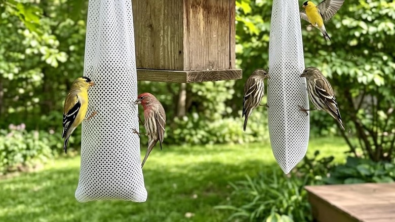 Mewtogo Finch Sock Kuş Besleyicilerinde yemek yiyen ispinozlar