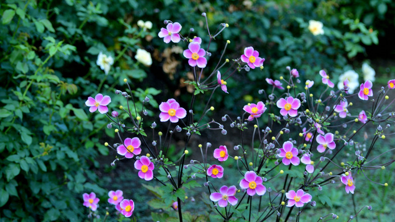 Bir bahçenin gölgeli bir alanında büyüyen Japon anemonları.
