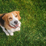 Komşumun Köpek Kakasını Bahçesine Geri Atabilir miyim?