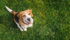 Komşumun Köpek Kakasını Bahçesine Geri Atabilir miyim?
