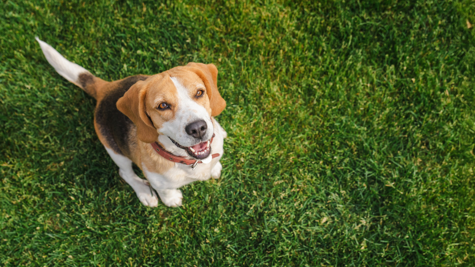 Komşumun Köpek Kakasını Bahçesine Geri Atabilir miyim?