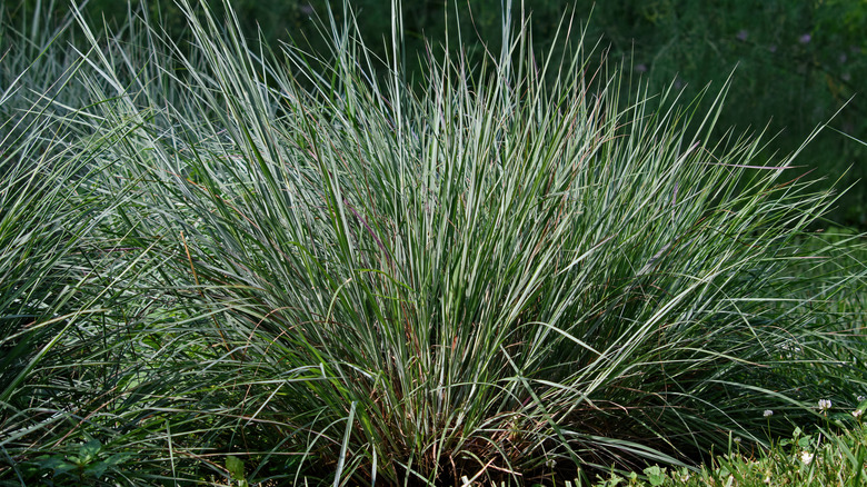 Bahçede büyüyen ve güneş ışığı alan küçük bluestem