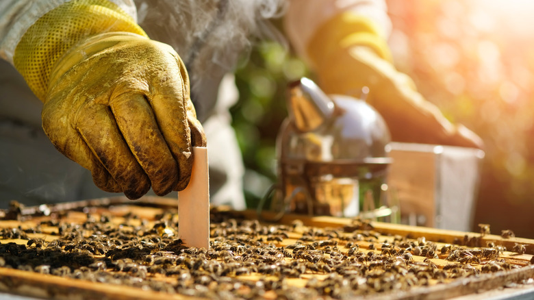 Kovana varroa akarı tedavisi uygulayan bir arıcı