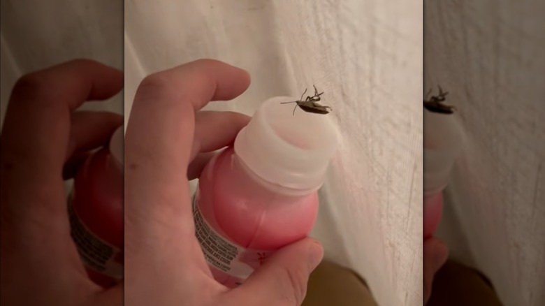 pis böceğin yanında pembe şişe tutan kişi