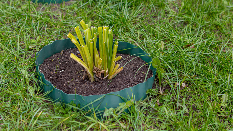 Gömülü bir hosta konteyneri kışa hazırlık amacıyla yeni budandı.