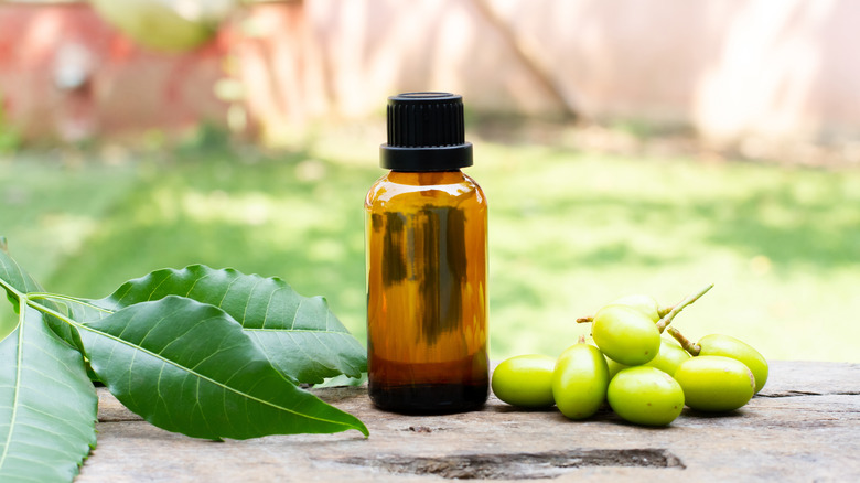 amber şişesinde bir tür bahçe yağı olan neem yağı